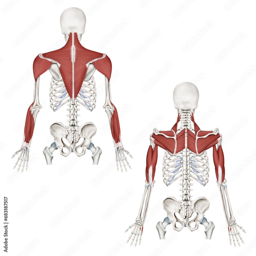 Medical illustration to explain anatomy trains back arm line