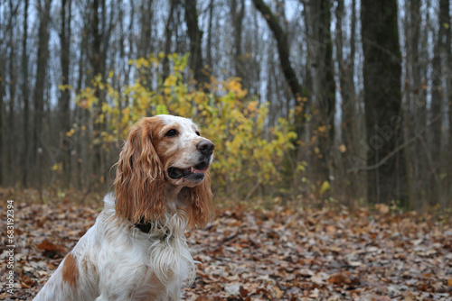 Dog Russian hunting spaniel in the autumn forest