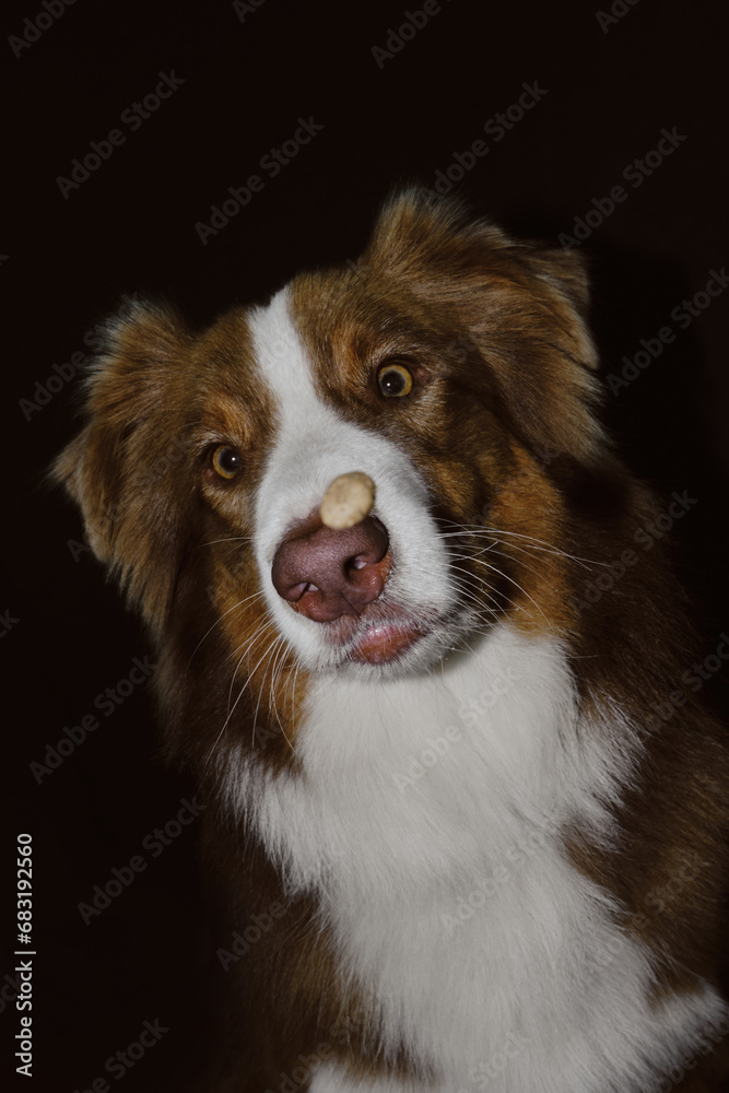 Dog is trying to catch piece of food. The attentive, focused face of the Australian Shepherd. Dark studio background.