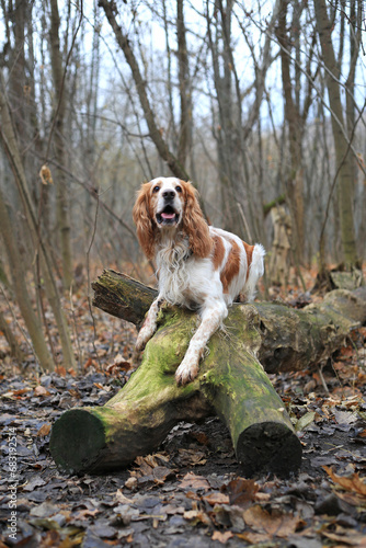 Dog Russian hunting spaniel in the autumn forest