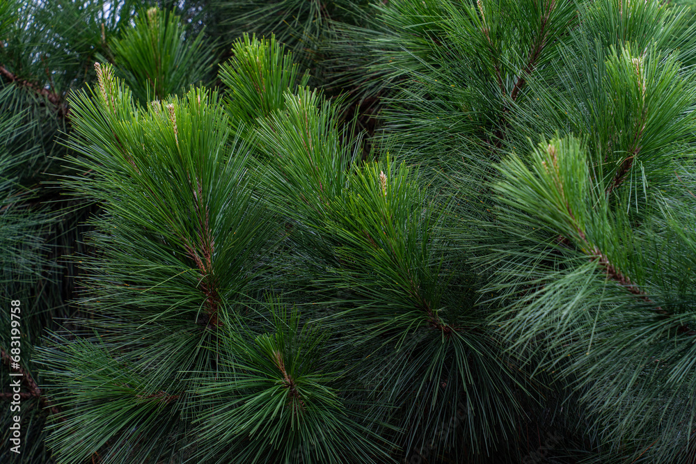 Pine tree branches background
