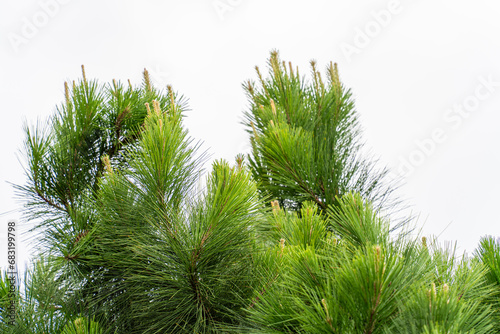 Pine tree branches