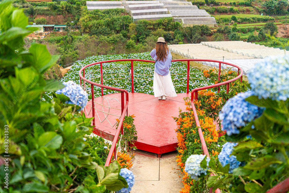 Young woman traveler enjoying with blooming hydrangeas garden in Dalat, Vietnam