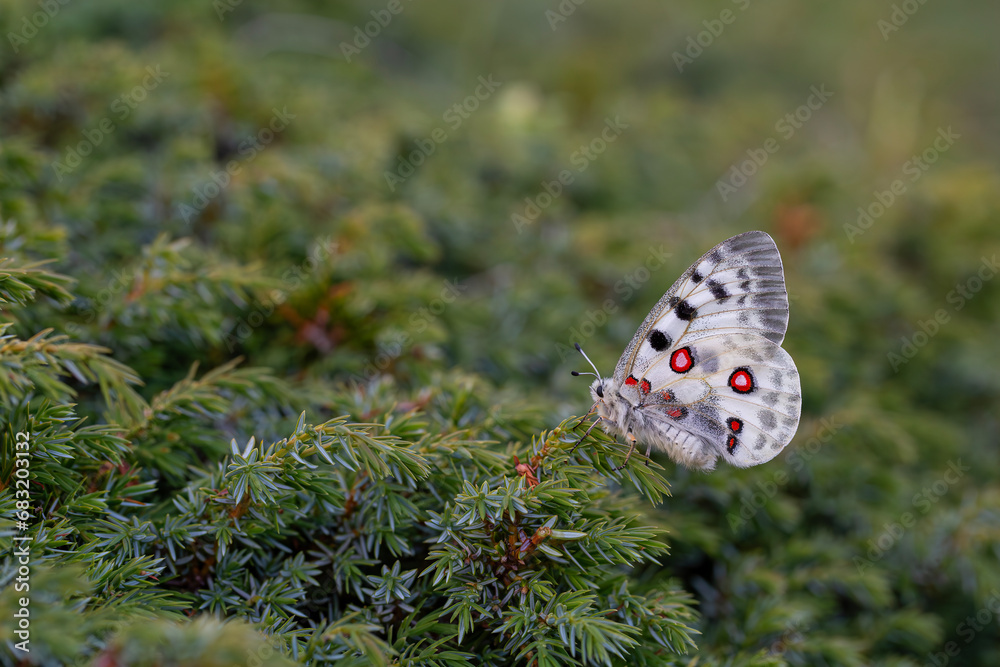 Female Apollo Butterfly, Parnassius apollo