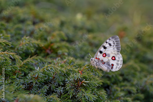 Obraz na płótnie Female Apollo Butterfly, Parnassius apollo w salonie