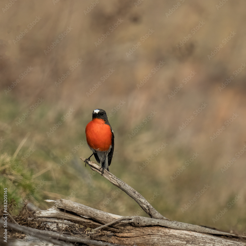 Crimson Robin perched and ready for the ladies Crimson Robin perched and ready for the ladies