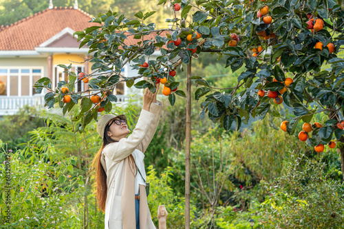 Young woman traveler enjoying with persimmon garden background in Dalat, Vietnam photo