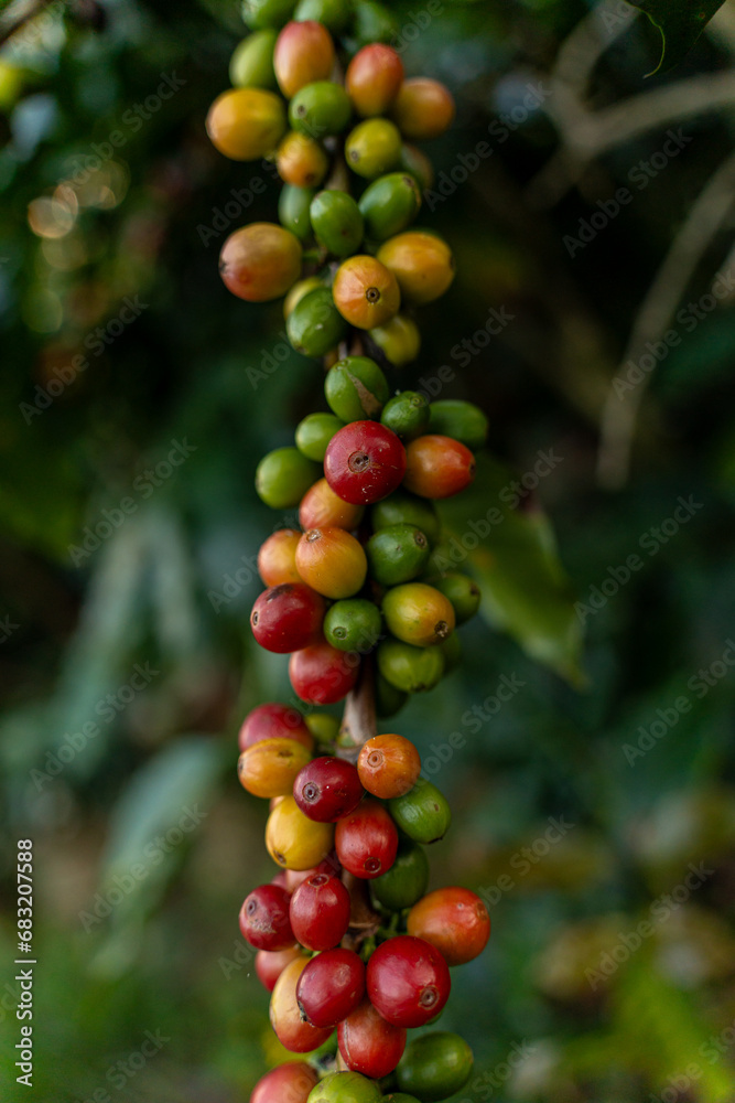 Coffee beans ripening, fresh coffee, red berry branch, industry agriculture on tree in Vietnam