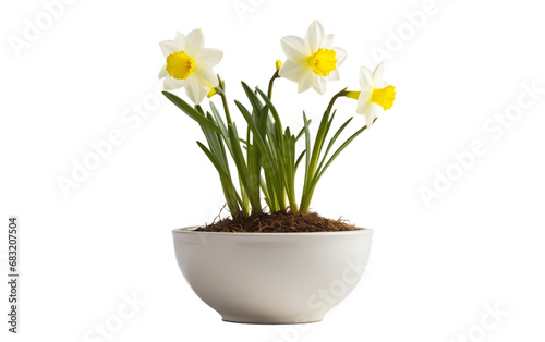 Daffodil Plant Seedling in a White Bowl on a Clear Background