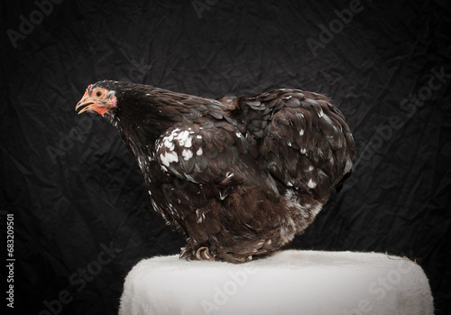 Cochinhuhn auf Hocker