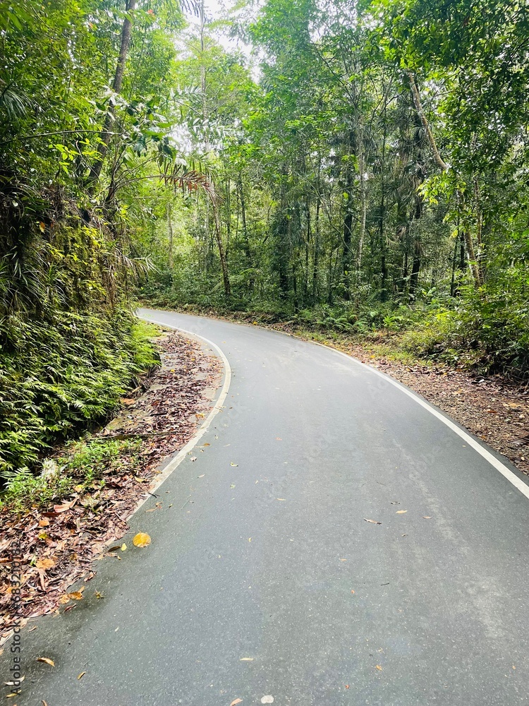 road in the forest road in the forest