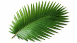 Green leaf of coconut palm tree on transparent background png file