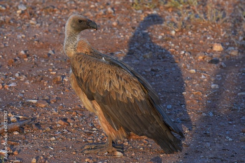 Kapgeier (Gyps coprotheres) im Abendlicht in Namibia.  photo