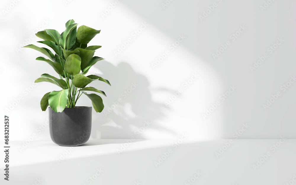 Green tropical tree plant in sunlight, soft shadow on white wall room for luxury organic cosmetic, skincare, body care, beauty product background, interior design decoration 3D Green tropical tree plant in sunlight, soft shadow on white wall room for luxury organic cosmetic, skincare, body care, beauty product background, interior design decoration 3D