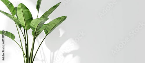 Green tropical banana tree plant in sunlight, soft shadow on white wall room for luxury organic cosmetic, skincare, body care, beauty product background, interior design decoration 3D