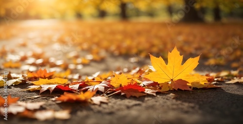 autumn leaves on the ground color  gold  fallen  colorful  grass  green  foliage  ground  beautiful  dry  golden