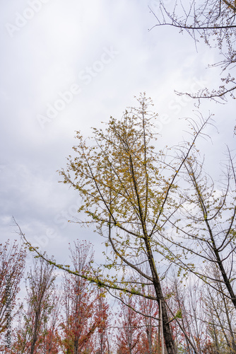Looking up at the withered trees in autumn in the city