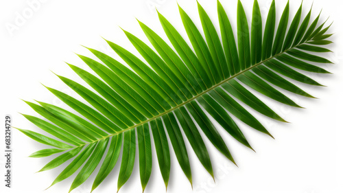 Green leaf of coconut palm tree on transparent background png file generative ai photo