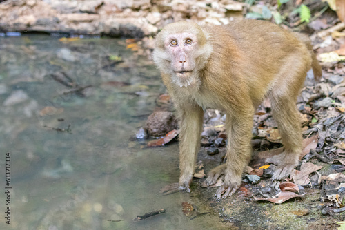 Monkey in the forest  Thailand.  macaca fascicularis 