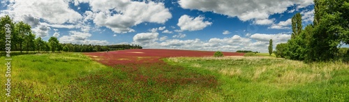 panorama view on country side with red clover field
