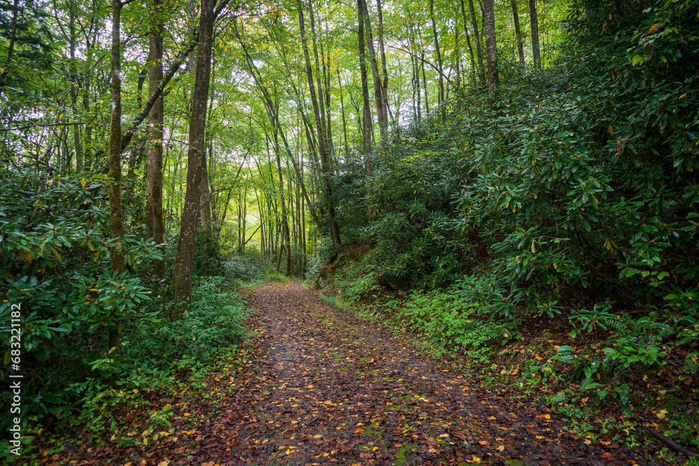 Obraz premium Trail in the Great Smoky Mountains National Park in North Carolina