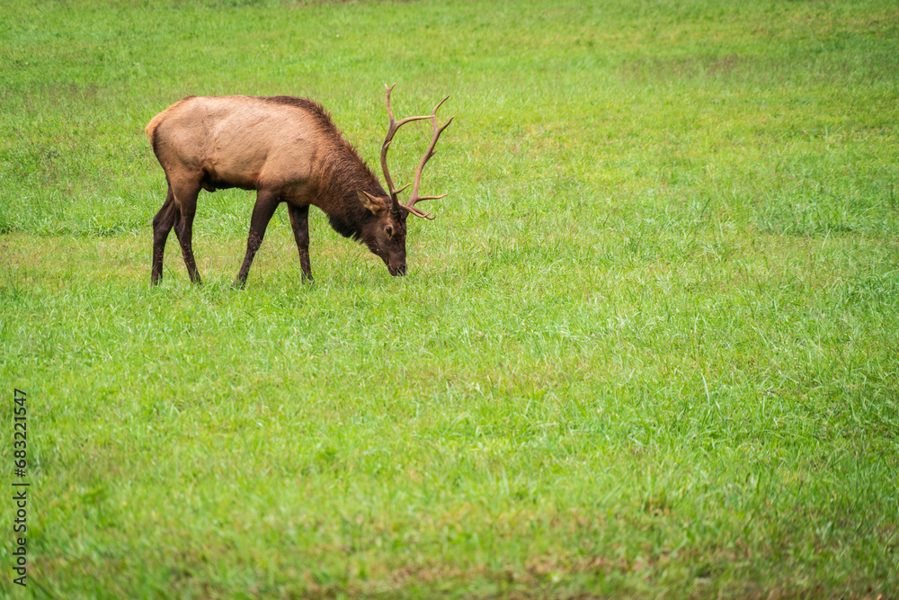 Elk in Great Smoky Mountains National Park Elk in Great Smoky Mountains National Park