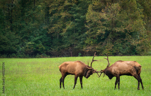 Fototapeta Naklejka Na Ścianę i Meble -  Elk in Great Smoky Mountains National Park
