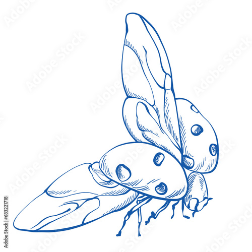 Ladybug insect photo
