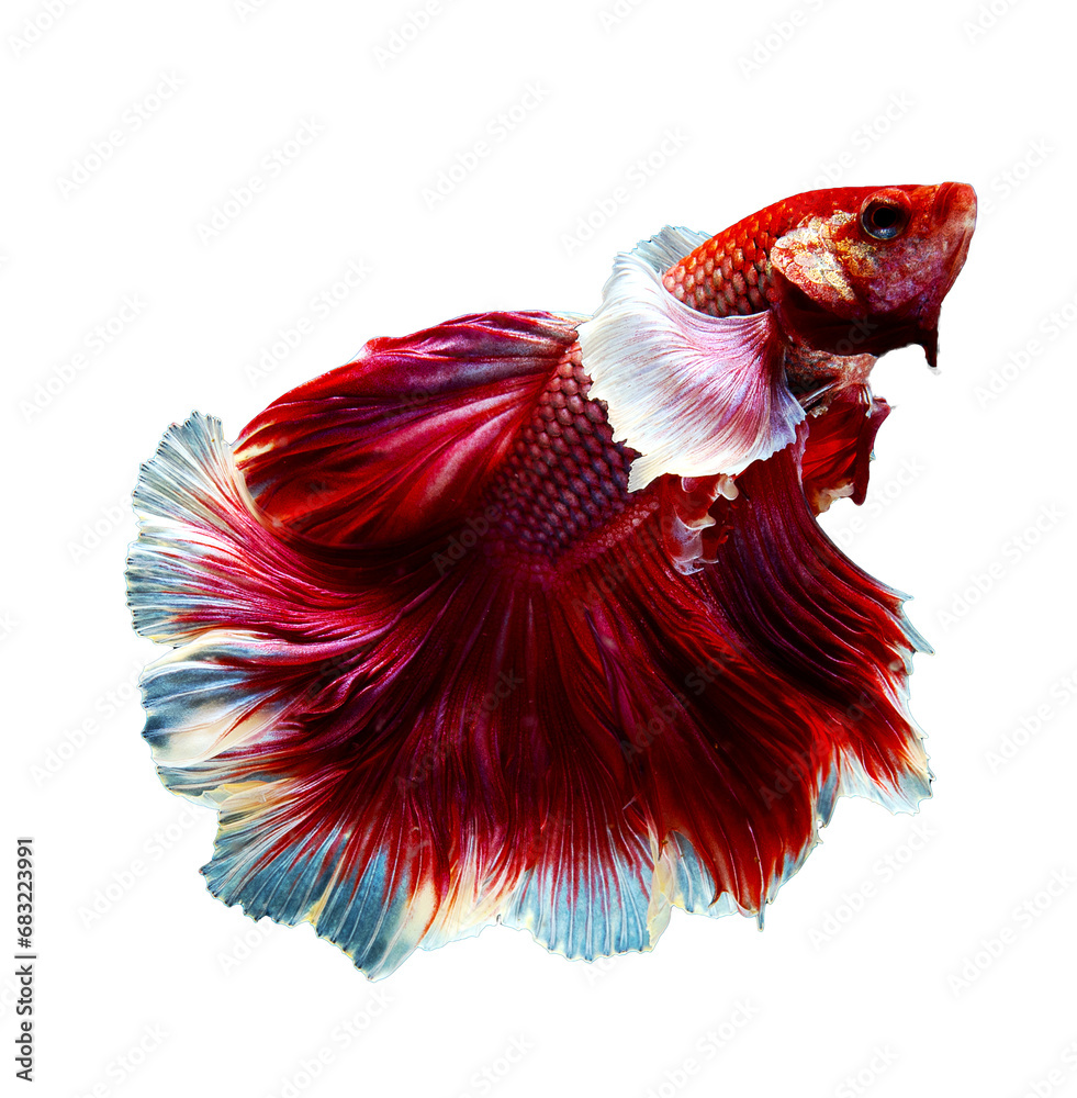 Fototapeta Pink betta fish 