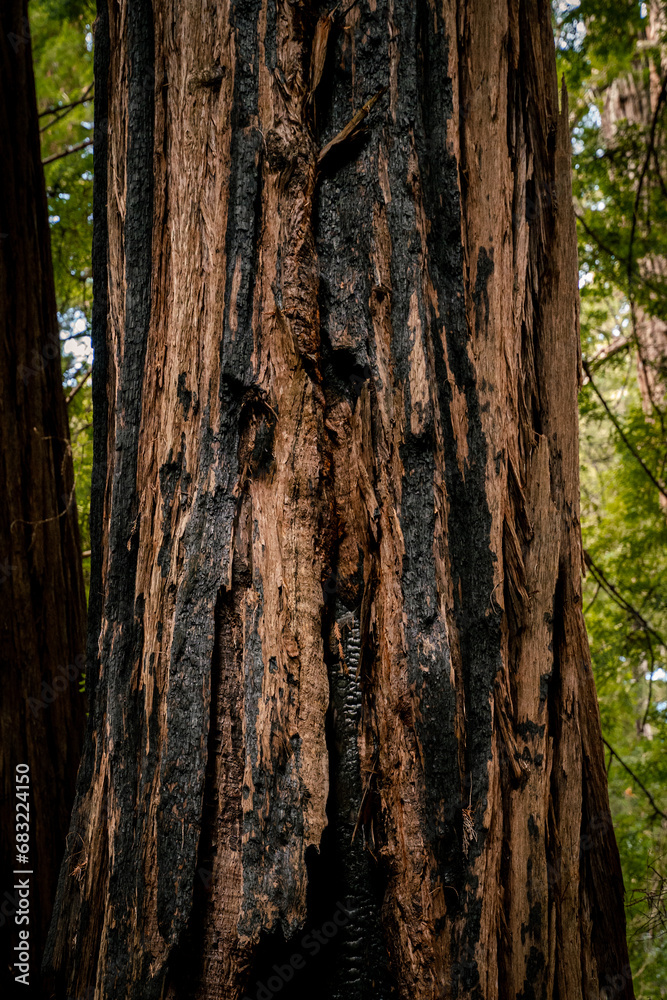 Obraz premium A partially burned tree trunk of a redwood in Muir Woods California