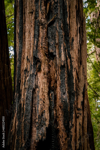 A partially burned tree trunk of a redwood in Muir Woods California