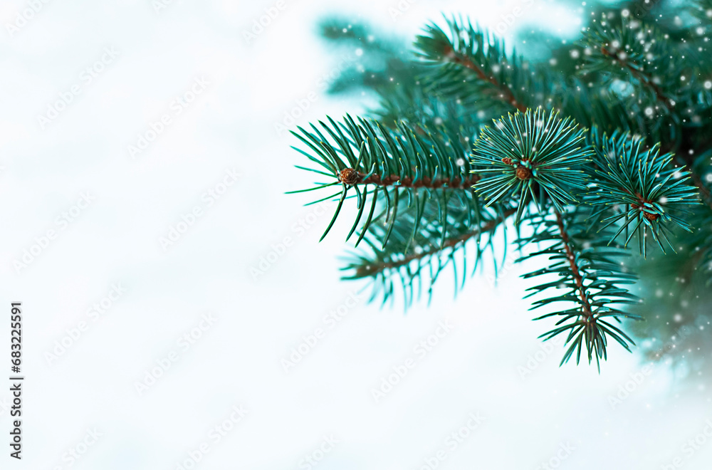 Fir tree branch in the snow. Christmas background. Copy space.