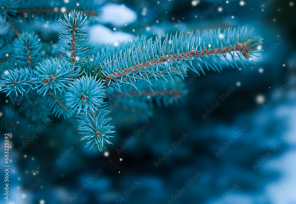 Blue spruce branches in the snow. Christmas and New Year background