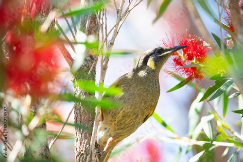 Lewin's Honeyeater in a flower blossom photo