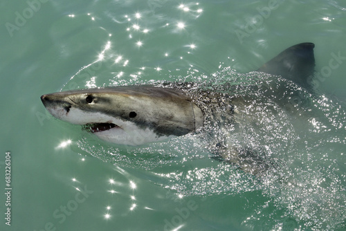 Great white shark - Carcharodon carcharias