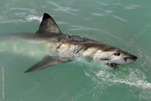 Great white shark - Carcharodon carcharias