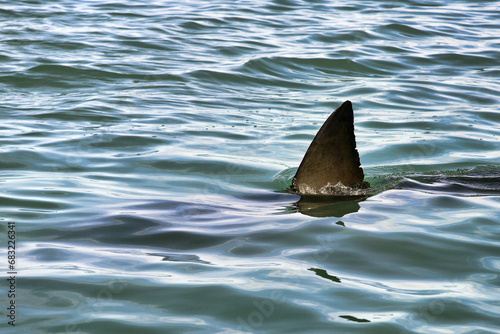 Great white shark - Carcharodon carcharias