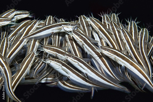 Striped catfish - Plotosus lineatus photo