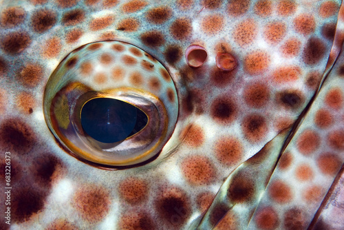 Greasy grouper - Epinephelus tauvina photo