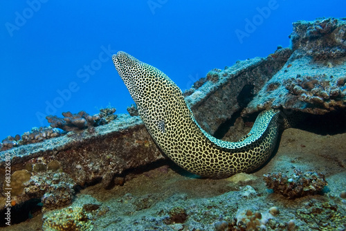 Leopard moray eel - Gymnothorax favagineus photo
