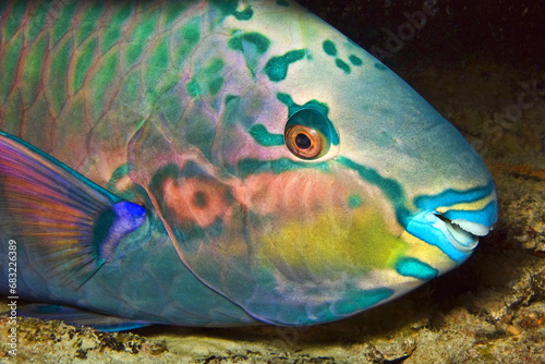 Eclipse parrotfish (night shot) - Scarus russelii photo