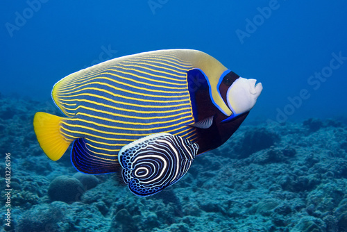 Adult & juvenile emperor angelfish - Pomacanthus imperator   photo