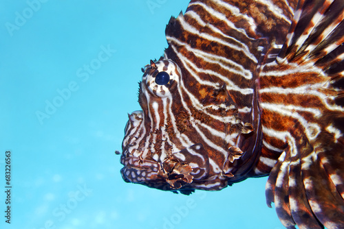 Common lionfish / Devil firefish - Pterois miles photo