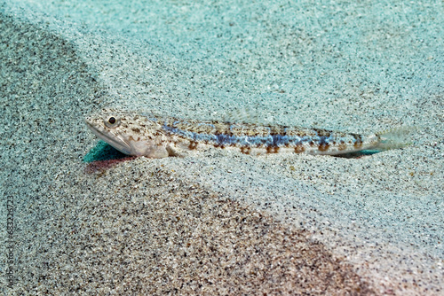 Sand lizardfish - Synodus dermatogenys photo
