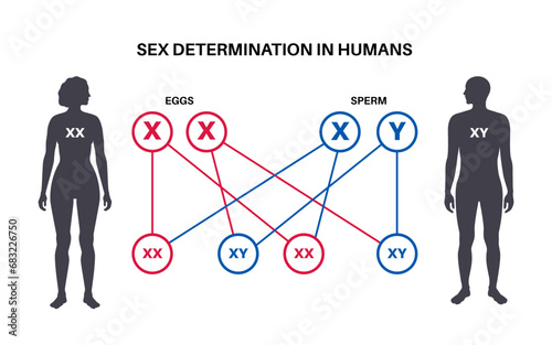 Sex Determination in Humans