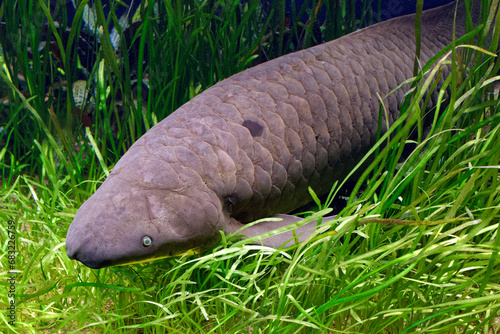 Australian lungfish - Neoceratodus forsteri