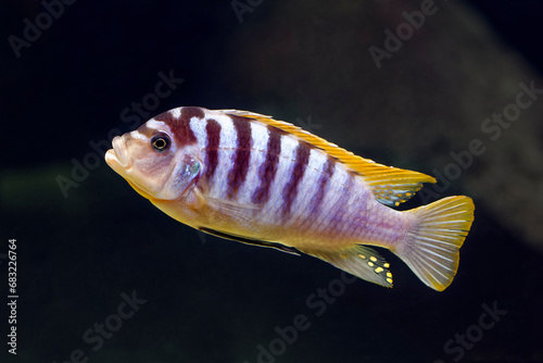 Labidochromis cichlid (Red Top Hongi ) - Labidochromis sp.  photo
