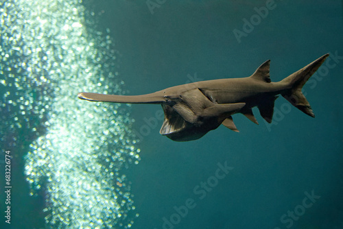American paddlefish - Polyodon spathula