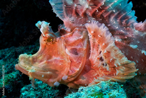 Eschmeyer's scorpionfish - Rhinopias eschmeyeri photo