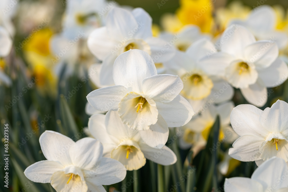 Close-up of white narcissus flowers (Narcissus poeticus) in spring garden Close-up of white narcissus flowers (Narcissus poeticus) in spring garden
